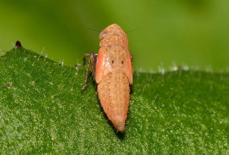 Cicadella da det. 2